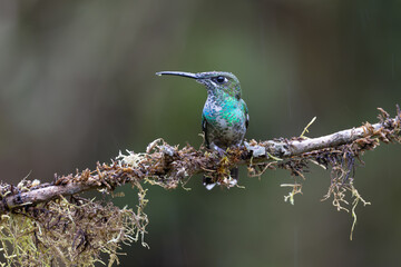 Perched Hummingbird 