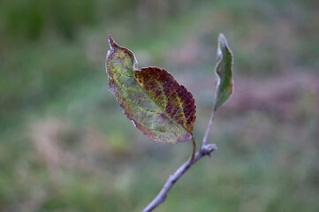 Autumn leaf on a tree. Selective focus.