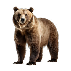 bear isolated on transparent or white background
