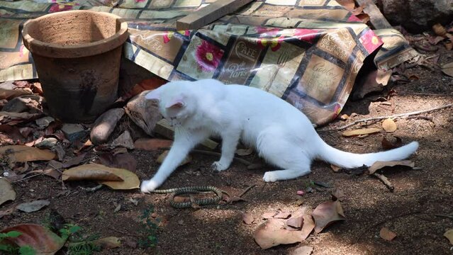 Outdoor cat dragging and tossing a snake it caught. 4K 59.94fps. Brave white cat plays with a snake it hunted in the outdoors.