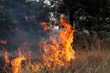A stunning veld fire in a field in between a suburb and a railway. Showing the death and destruction of an uncontrolled fire. looks like a war scene showing the after effects.