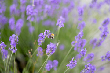 Obraz premium Honey bee pollinating lavender flowers. Plant with insects. Blurred summer background of lavender flowers field with bees.