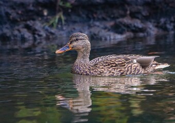 Single female mallard duck swimming in a tranquil body of water