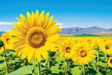 The radiant beauty of sunflower fields in France. This enchanting landscape, with vast fields of golden sunflowers stretching as far as the eye can see, fills the air with vibrancy and joy. The gentle