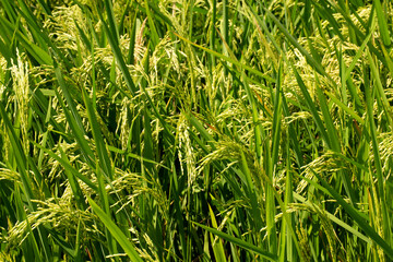 Philippines -2023-0343