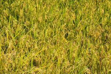 Philippines -2023-0355