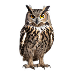 owl isolated on transparent or white background