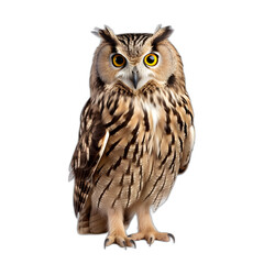 owl isolated on transparent or white background