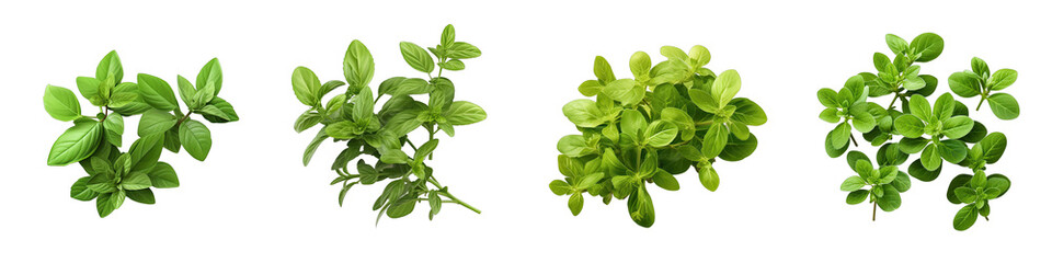 Oregano  Herbs And Leaves Hyperrealistic Highly Detailed Isolated On Transparent Background Png File - obrazy, fototapety, plakaty