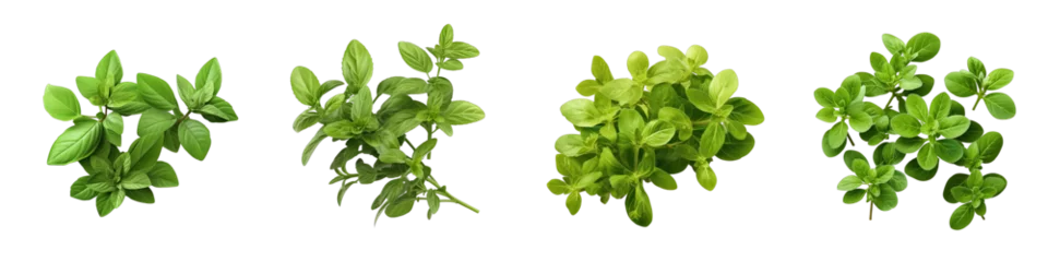 Fotobehang Oregano  Herbs And Leaves Hyperrealistic Highly Detailed Isolated On Transparent Background Png File © Wander Taste