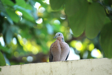 Spotted dove standing on yellow building in front of leaves.