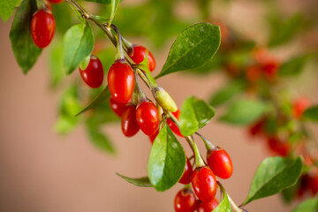 Branch with ripe red goji berry on brown background