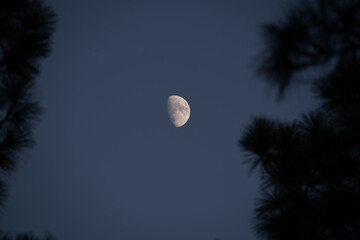 The moon at dusk through Carolina pine trees