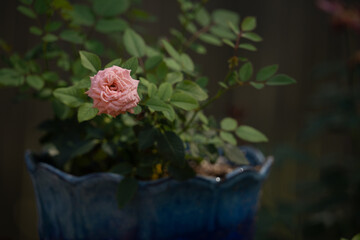 Single pink rose at the end of a stalk