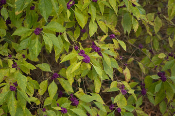 American Beautyberry bush