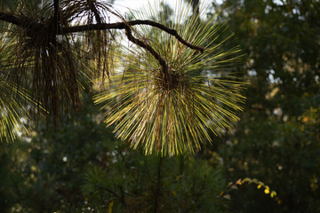 Carolina longleaf pine tree needles in the morning sun of autumn
