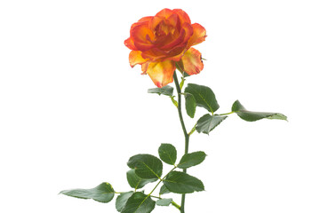 Flowers of beautiful blooming yellow rose on a white background.