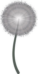 fluffy dandelion on transparent background