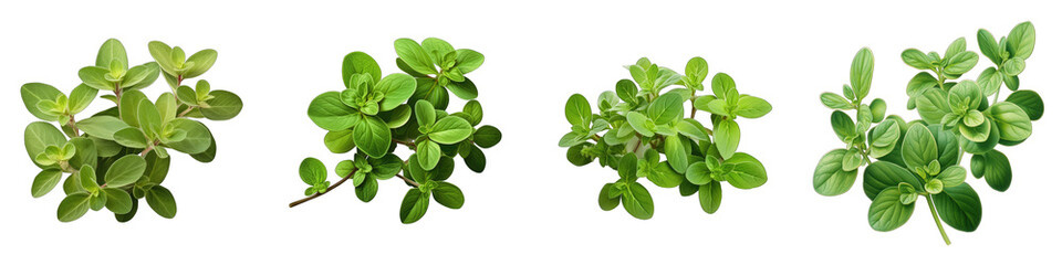 Sweet Marjoram  Herbs And Leaves Hyperrealistic Highly Detailed Isolated On Transparent Background Png File