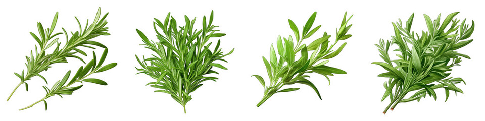 Tarragon  Herbs And Leaves Hyperrealistic Highly Detailed Isolated On Transparent Background Png File - obrazy, fototapety, plakaty