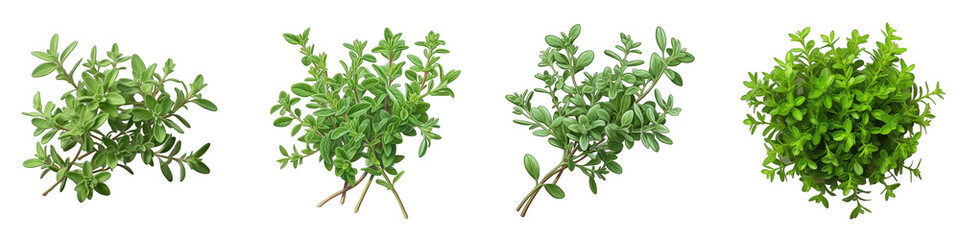Thyme  Herbs And Leaves Hyperrealistic Highly Detailed Isolated On Transparent Background Png File