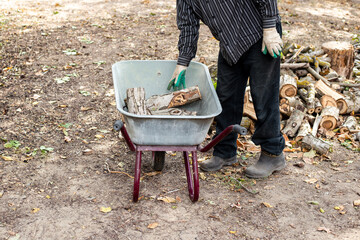 a man puts the harvested firewood into a garden wheelbarrow for transportation to the woodpile