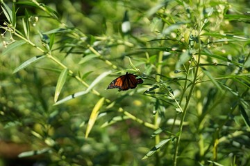 Vibrant monarch butterfly on a backdrop of verdant plants and lush grass
