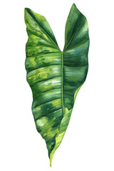 Paradise Palm Leaf, Tropical Watercolor plant illustration on isolated white background, reddish philodendron - obrazy, fototapety, plakaty