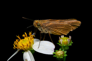 skipper butterfly on yellow flower