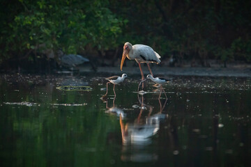  A Milky stork together with black-winged stilt, mycteria cinerea, himantopus himantopus, searching for food on shallow sea water in Jakarta Bay, natural bokeh background