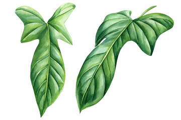 Green plants philodendron, palm leaves, monstera on an isolated white background, watercolor illustration