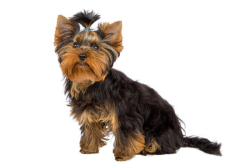 yorkshire terrier in front of white background. Looking up.