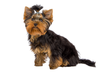 yorkshire terrier in front of white background. Looking up.