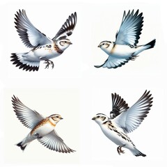 A set of male and female Snow Buntings flying isolated on a white background