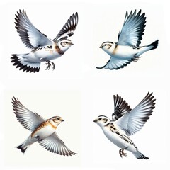 Fototapeta premium A set of Snow Buntings flying isolated on a white background