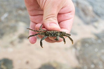 A small brown crab in hand on the Egypt beach, Sharm ash Sheikh