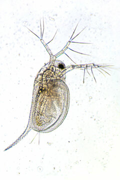 Zooplankton Water Flea Daphnia, microscopic image of crustacea, rgb shift, glitch effect