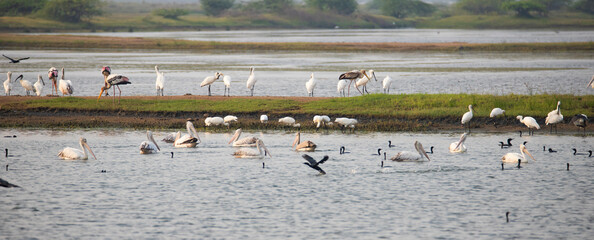 Water birds in a lake. Painted storks, spoonbills, pelicans and egrets in a lake