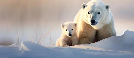 Rolgordijnen Mother polar bear and baby polar bear © 2rogan
