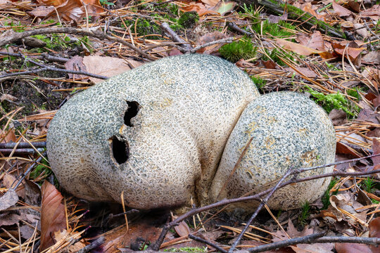 old adult common earthball mushrooms on the forest floor