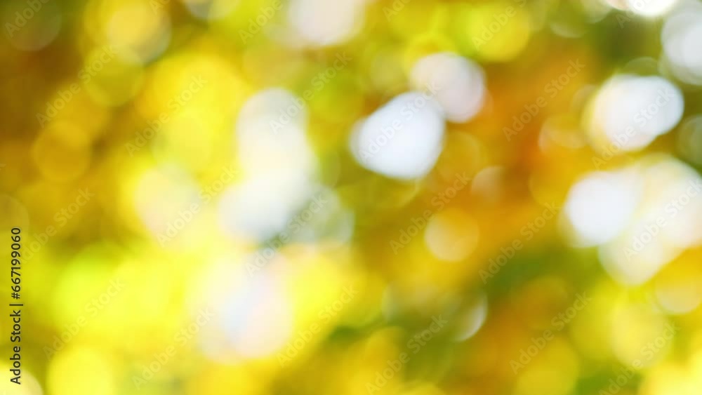 Canvas Prints autumn abstract blurry nature background with defocused autumnal leaves on the maple tree against su