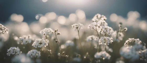 Foto op Plexiglas Gypsophila dry little white flowers light macro © Adi