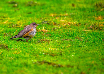 American Robin (Turdus migratorius) - Familiar Songbird with Bright Red Breast