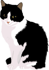 Domestic cat. Black and White cat sitting.