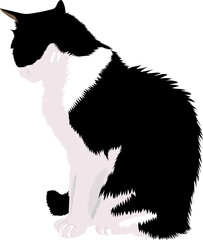 Black and white cat isolated.