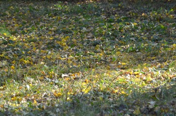 Obraz premium Autumn has begun, yellow leaves appear on the still green grass