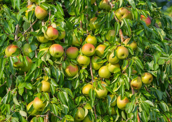 Ripe organic cultivar pears in the garden