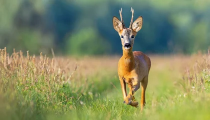Poster Im Rahmen roe deer capreolus capreolus approaching on green field in summer nature antlered mammal looking to the camera on meadow roebuck watching on grassland in summertime © Mary