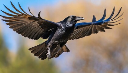 a beautiful raven corvus corax in flight