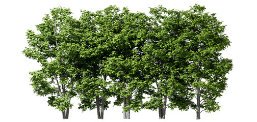 Woods trees scape ecological cutout transparent backgrounds 3d render png